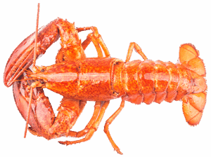 Norwegian Lobster